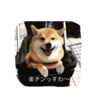 柴犬すうのスタンプ（個別スタンプ：15）