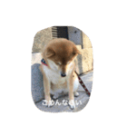 柴犬すうのスタンプ（個別スタンプ：16）