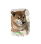 柴犬すうのスタンプ（個別スタンプ：17）