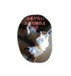 柴犬すうのスタンプ（個別スタンプ：19）