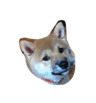 柴犬すうのスタンプ（個別スタンプ：20）