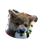 柴犬すうのスタンプ（個別スタンプ：21）