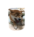 柴犬すうのスタンプ（個別スタンプ：22）