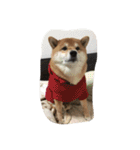 柴犬すうのスタンプ（個別スタンプ：23）