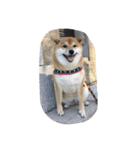 柴犬すうのスタンプ（個別スタンプ：24）