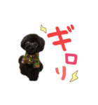 トイプードル だんご＆おはぎ（個別スタンプ：1）