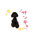 トイプードル だんご＆おはぎ（個別スタンプ：2）