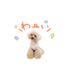 トイプードル だんご＆おはぎ（個別スタンプ：7）