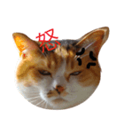 三毛猫コンソメちゃん（個別スタンプ：1）