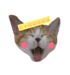 三毛猫コンソメちゃん（個別スタンプ：2）