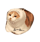 三毛猫コンソメちゃん（個別スタンプ：3）