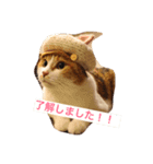 三毛猫コンソメちゃん（個別スタンプ：4）