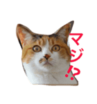 三毛猫コンソメちゃん（個別スタンプ：7）