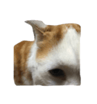 猫ねこNEKO（個別スタンプ：1）