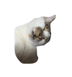 猫ねこNEKO（個別スタンプ：2）