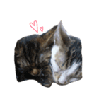 猫ねこNEKO（個別スタンプ：3）