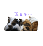 猫ねこNEKO（個別スタンプ：4）