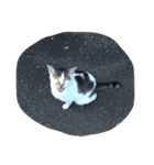 猫ねこNEKO（個別スタンプ：5）
