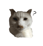 猫ねこNEKO（個別スタンプ：6）