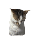 猫ねこNEKO（個別スタンプ：7）