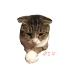 猫ねこNEKO（個別スタンプ：8）