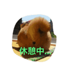ももの普段（個別スタンプ：1）