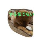 ももの普段（個別スタンプ：5）