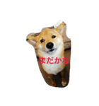 ももの普段（個別スタンプ：6）