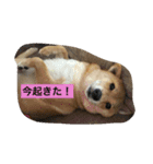 ももの普段（個別スタンプ：7）