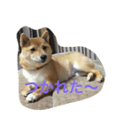 ももの普段（個別スタンプ：11）