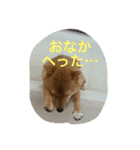 ももの普段（個別スタンプ：12）