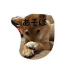ももの普段（個別スタンプ：13）