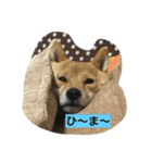 ももの普段（個別スタンプ：15）