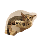 ゆるかわワンニャン（個別スタンプ：1）