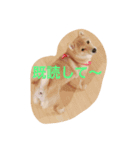 ゆるかわワンニャン（個別スタンプ：2）