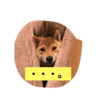 ゆるかわワンニャン（個別スタンプ：4）