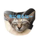ゆるかわワンニャン（個別スタンプ：5）