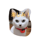 ゆるかわワンニャン（個別スタンプ：7）