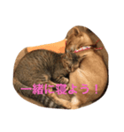 ワンニャンの日常（個別スタンプ：3）