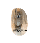 ワンニャンの日常（個別スタンプ：4）