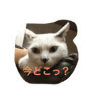 ワンニャンの日常（個別スタンプ：5）