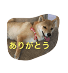ワンニャンの日常（個別スタンプ：6）