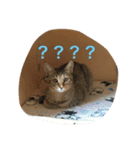 ワンニャンの日常（個別スタンプ：7）