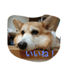 ワンニャンの日常（個別スタンプ：8）