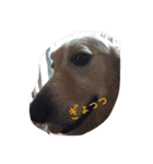 助さん、ゴールデンレトリバー（個別スタンプ：2）