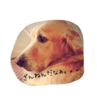 助さん、ゴールデンレトリバー（個別スタンプ：6）