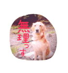 助さん、ゴールデンレトリバー（個別スタンプ：7）