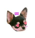 チワワ＋（個別スタンプ：3）