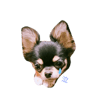 チワワ＋（個別スタンプ：7）