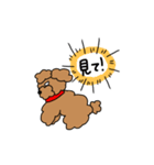 ちょっとめつきが悪いプードル（個別スタンプ：8）